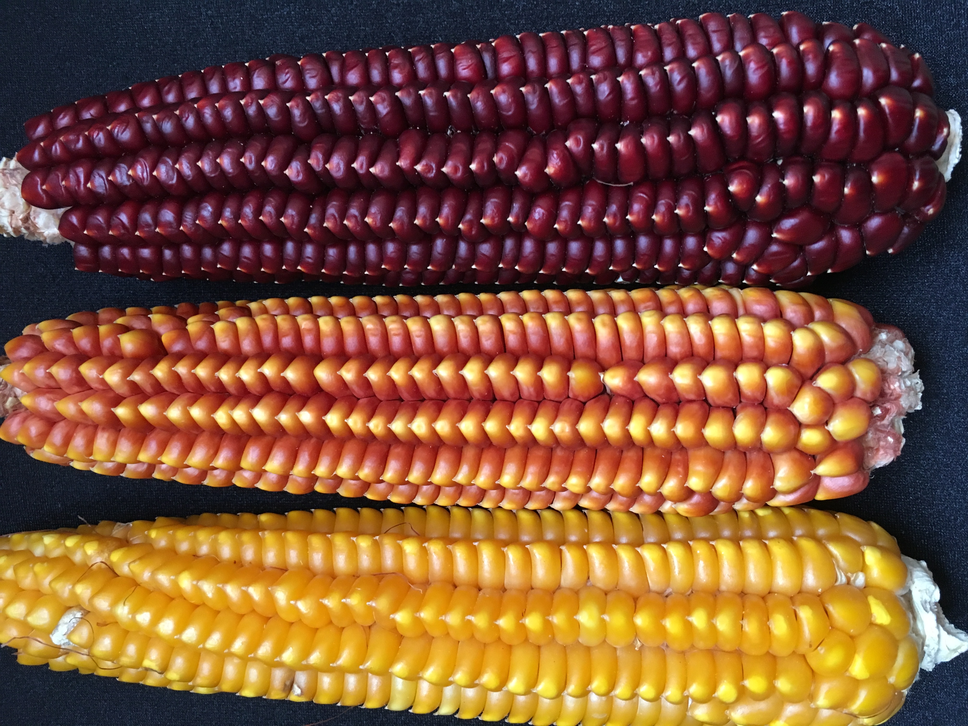 Al via Valomays: caratterizzare le varietà locali di mais lombardo per reintrodurle nei territori di origine