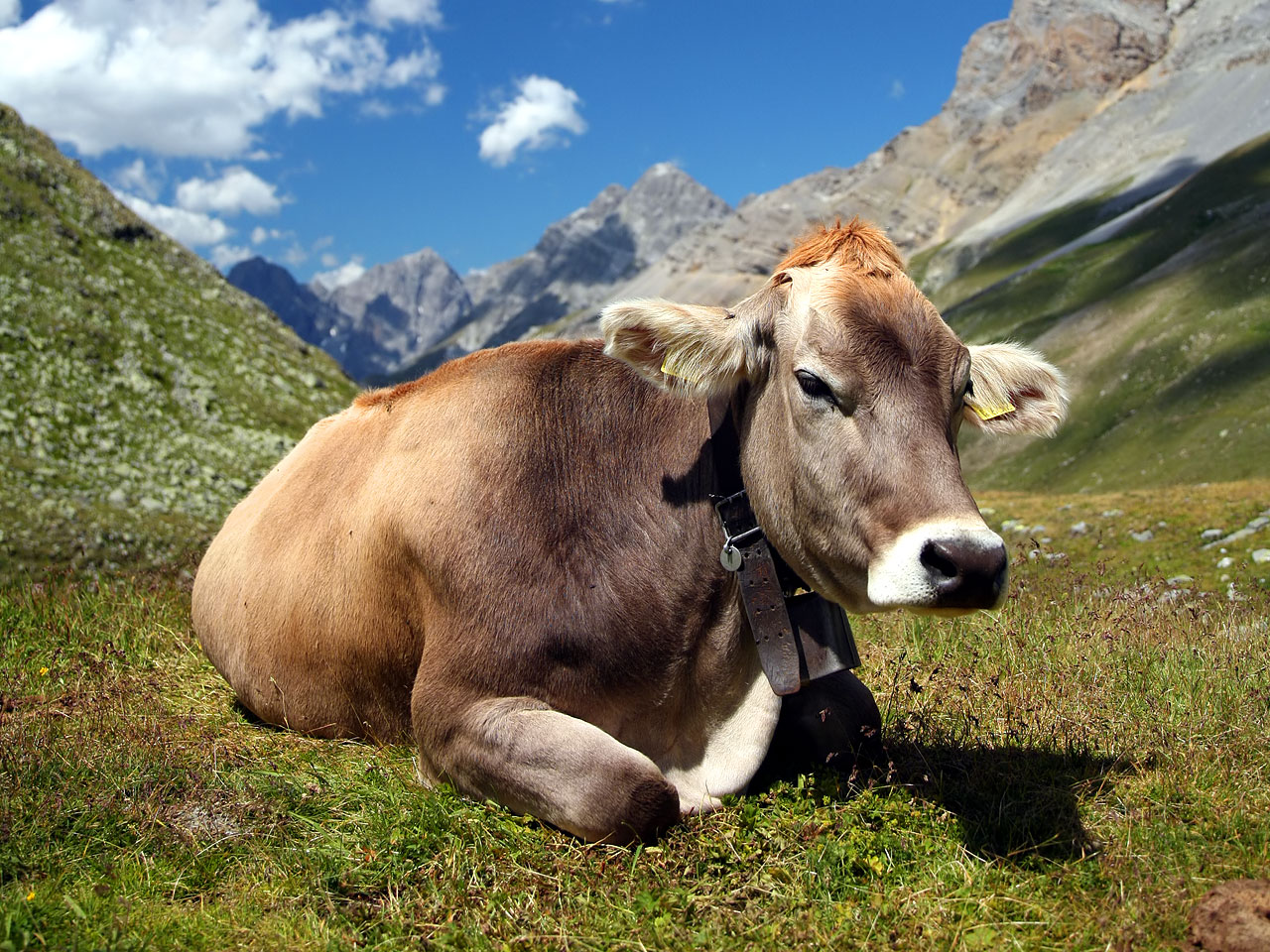 EMISSIONI: - 10% DI IN MEDIA IN SOLI TRE ANNI CON LA ZOOTECNIA SOSTENIBILE