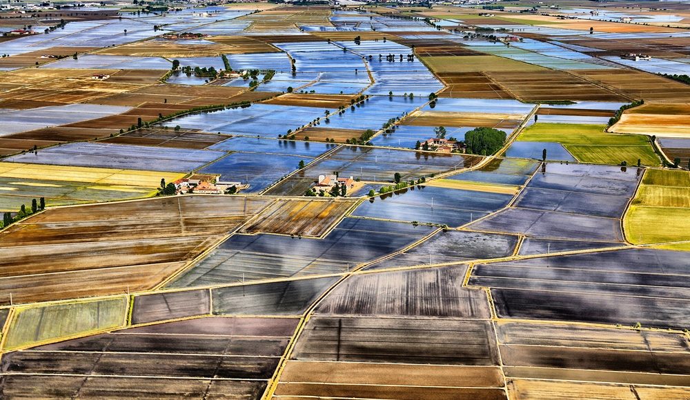 RISO: CAMPAGNA CREA 2021-22 DI CERTIFICAZIONE DELLE SEMENTI