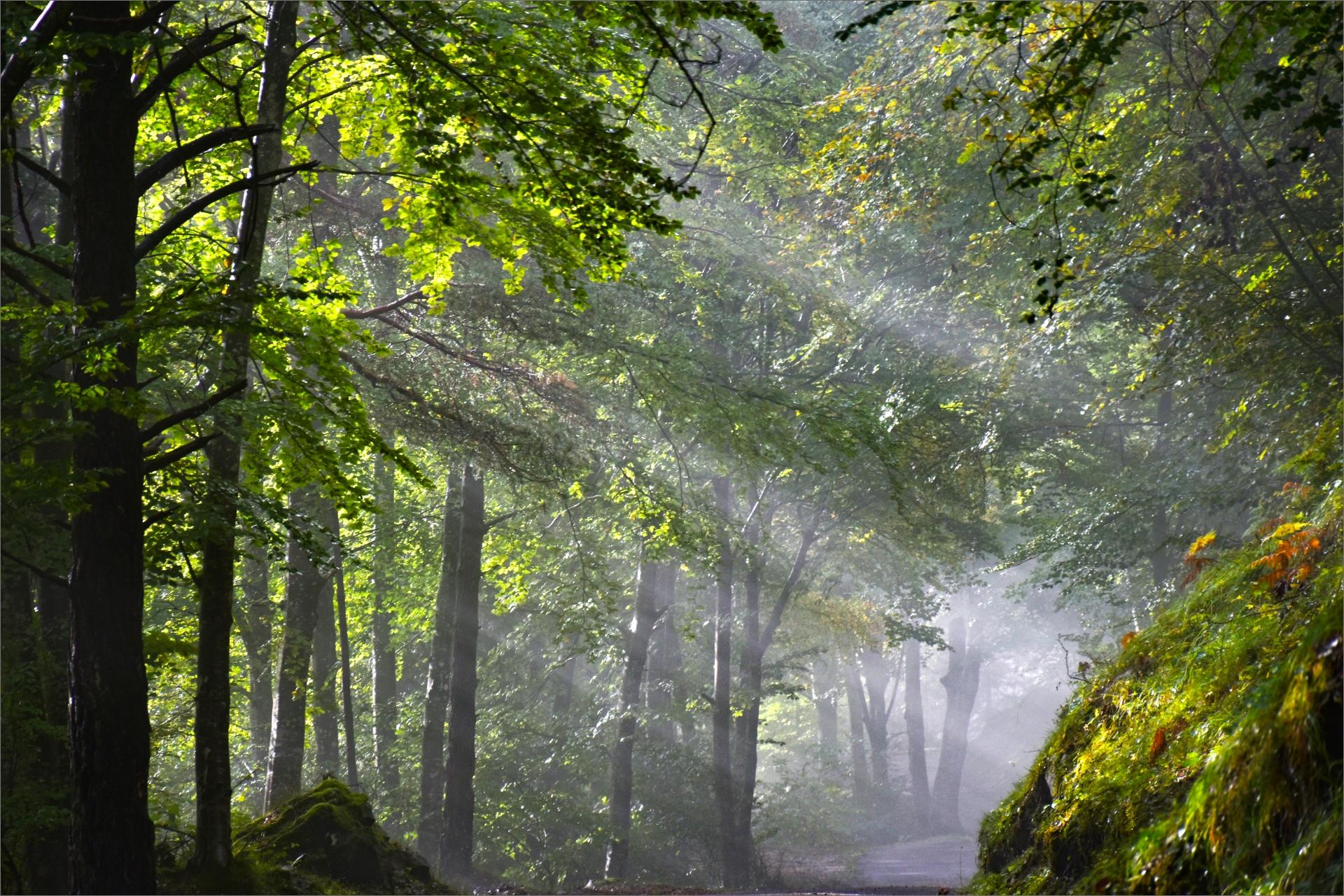 GIORNATA INTERNAZIONALE DELLE FORESTE: LA RICERCA DEL CREA