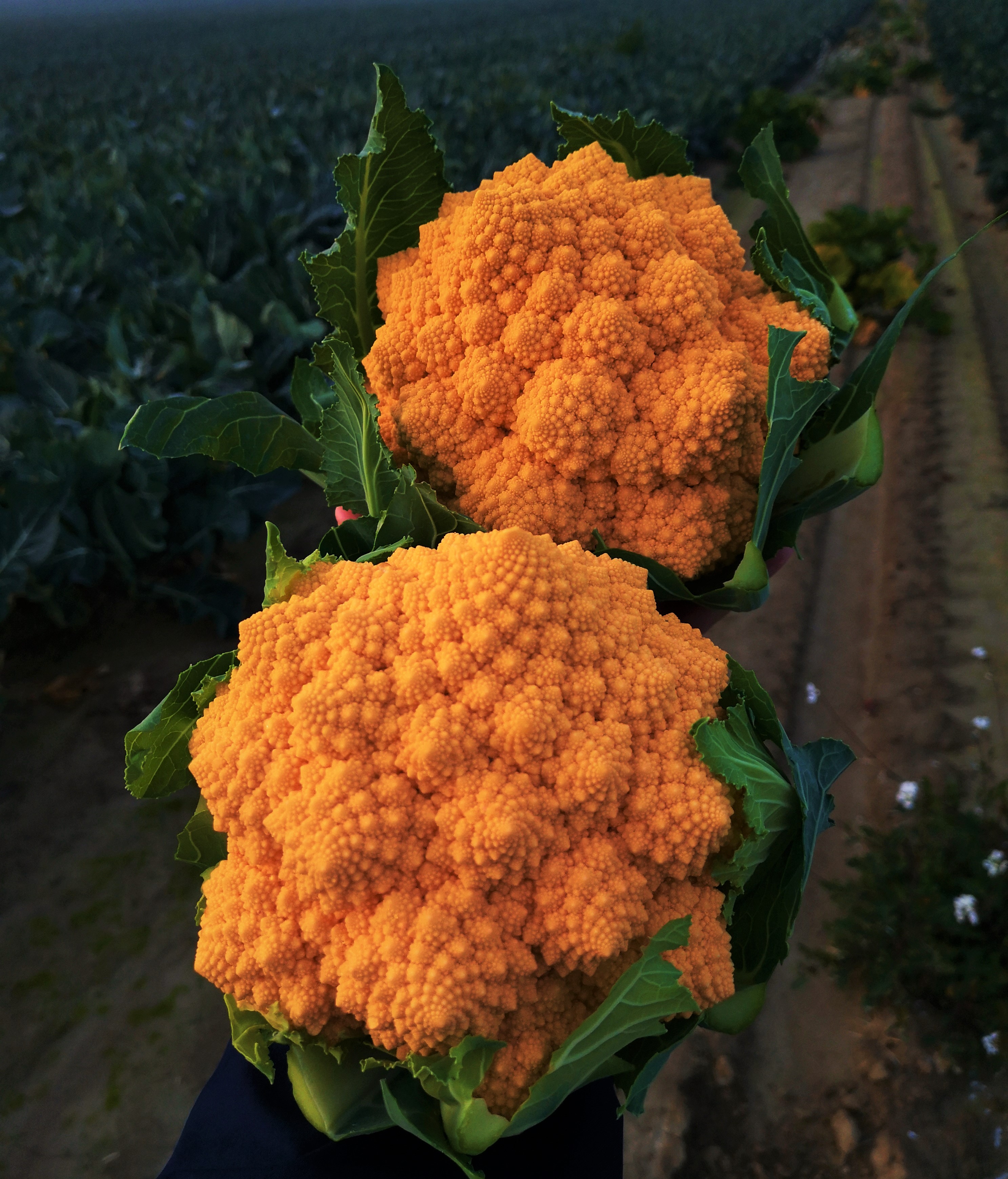 FRUIT LOGISTICA: DALLA RICERCA CREA IL CAVOLFIORE ROMANESCO ARANCIONE UNICO CANDIDATO ITALIANO A BERLINO, AL PRESTIGIOSO FRUIT LOGISTICA INNOVATION AWARD 2022