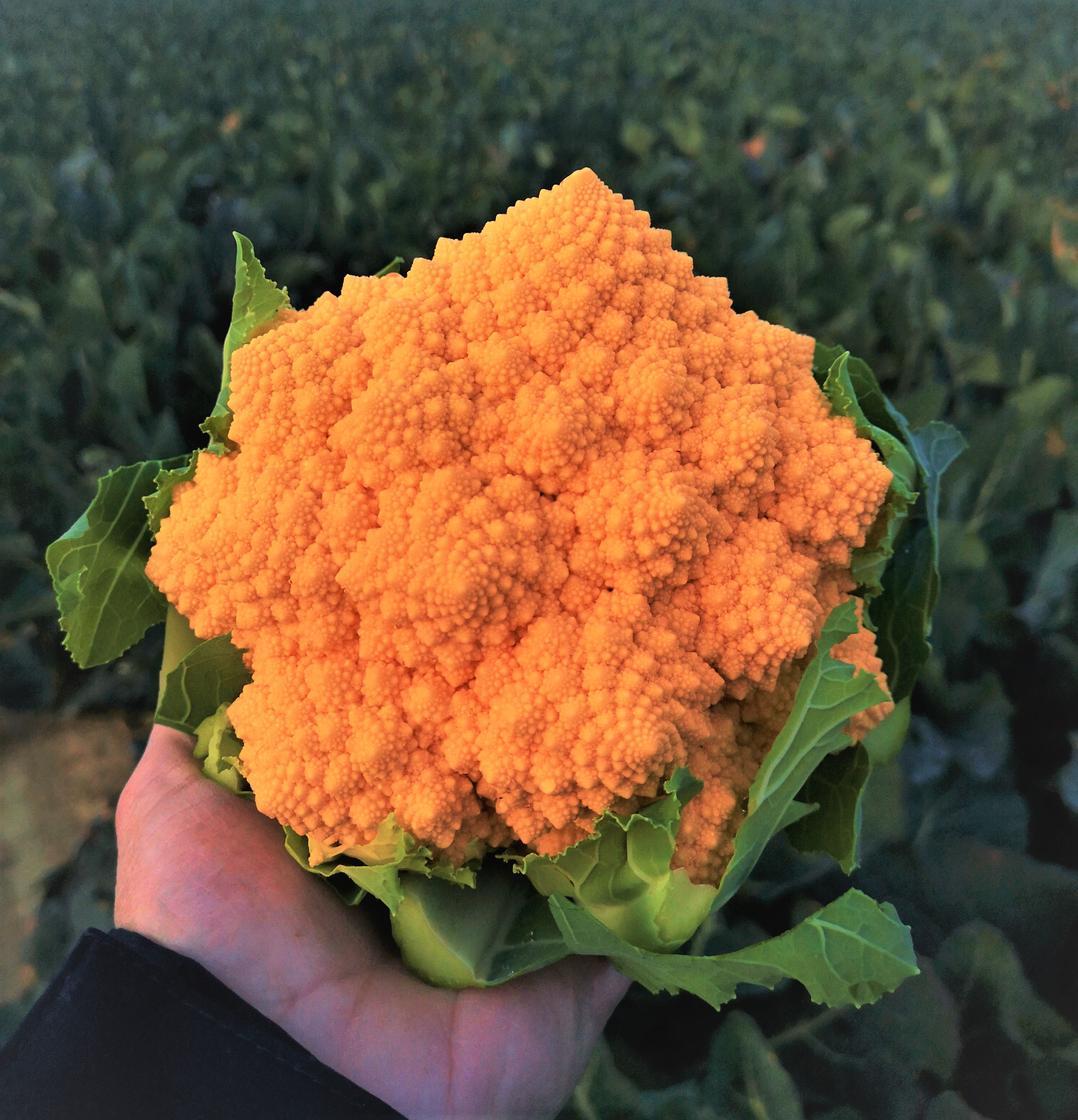 Amoresco: il cavolfiore romanesco si colora di arancione