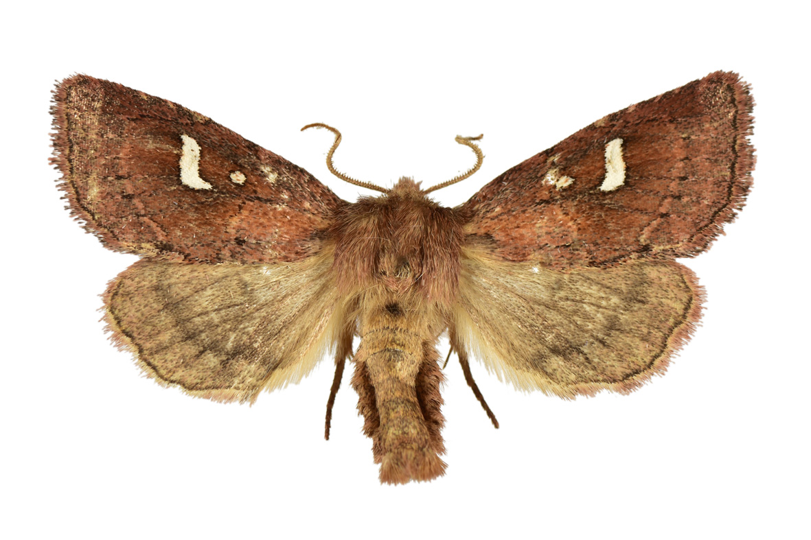 BIODIVERSITA’: CREA SCOPRE NUOVA SPECIE DI LEPIDOTTERO NELLE FORESTE UMIDE DELL’ITALIA MERIDIONALE