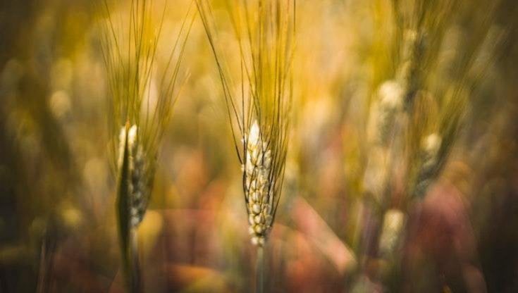 GRANO DURO, PREZZI IN RIALZO FINO ALL’80% RISPETTO AL 2021, LE PRIME STIME PRODUTTIVE DELLA CAMPAGNA 2022 IN ITALIA SONO IN LEGGERO CALO