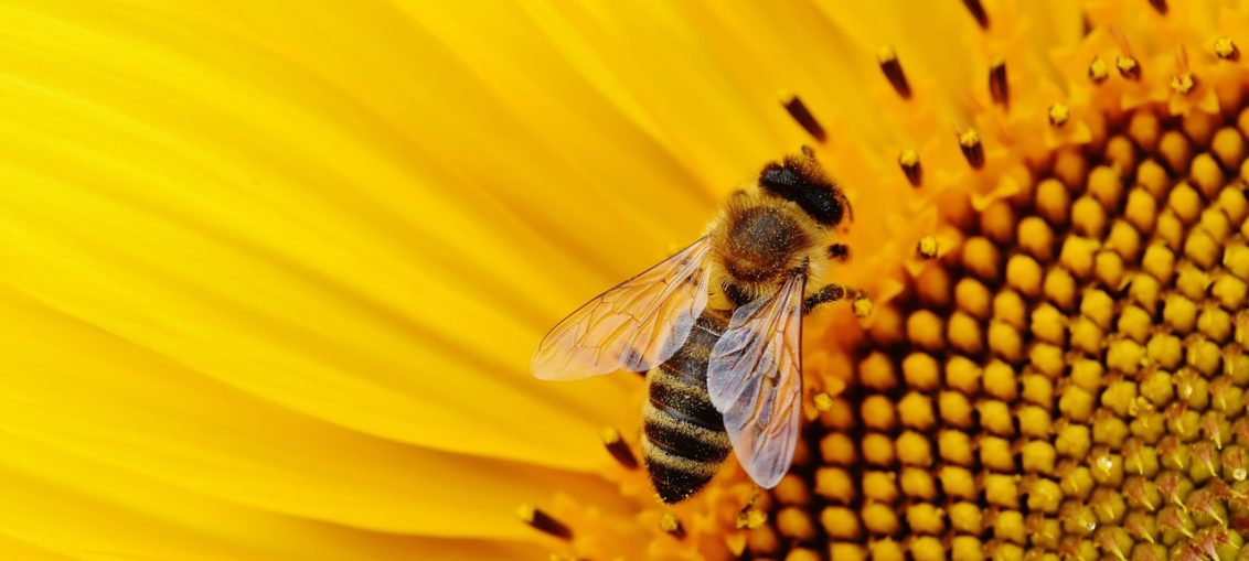 Il CREA a Fuori TG: le api custodi della biodiversit&agrave;