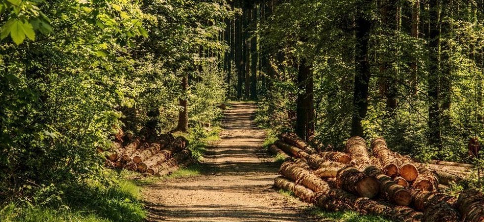 Foreste: il CREA Foreste e Legno fra i centri nazionali per lo studio e la conservazione della biodiversit&agrave;
