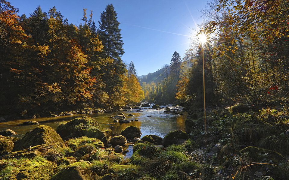 Il CREA Foreste e Legno fra i centri nazionali per lo studio e la conservazione della biodiversit&agrave; forestale