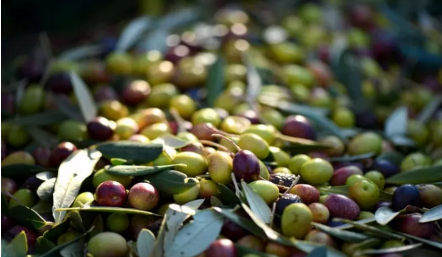 ALIVE incontra i produttori