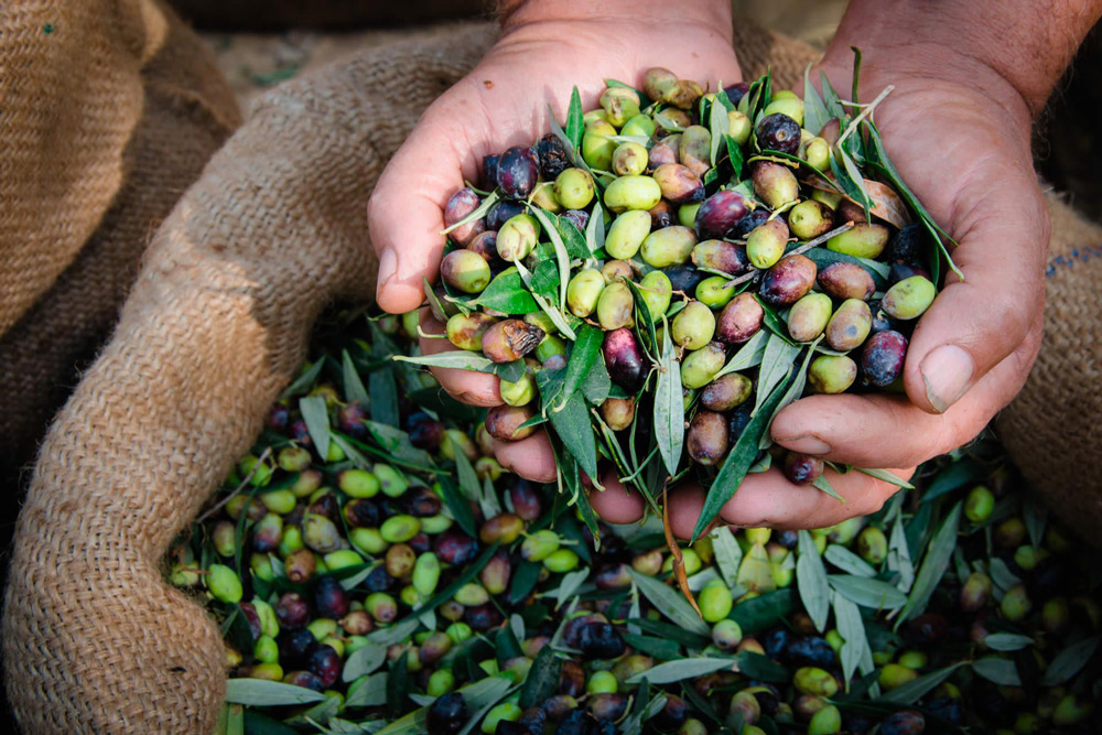 Alive: il progetto CREA per olive di alta qualità e resistenti ai cambiamenti climatici