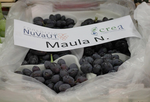 La ricerca CREA in uva da tavola apirena e uva da vino per spumantizzazione