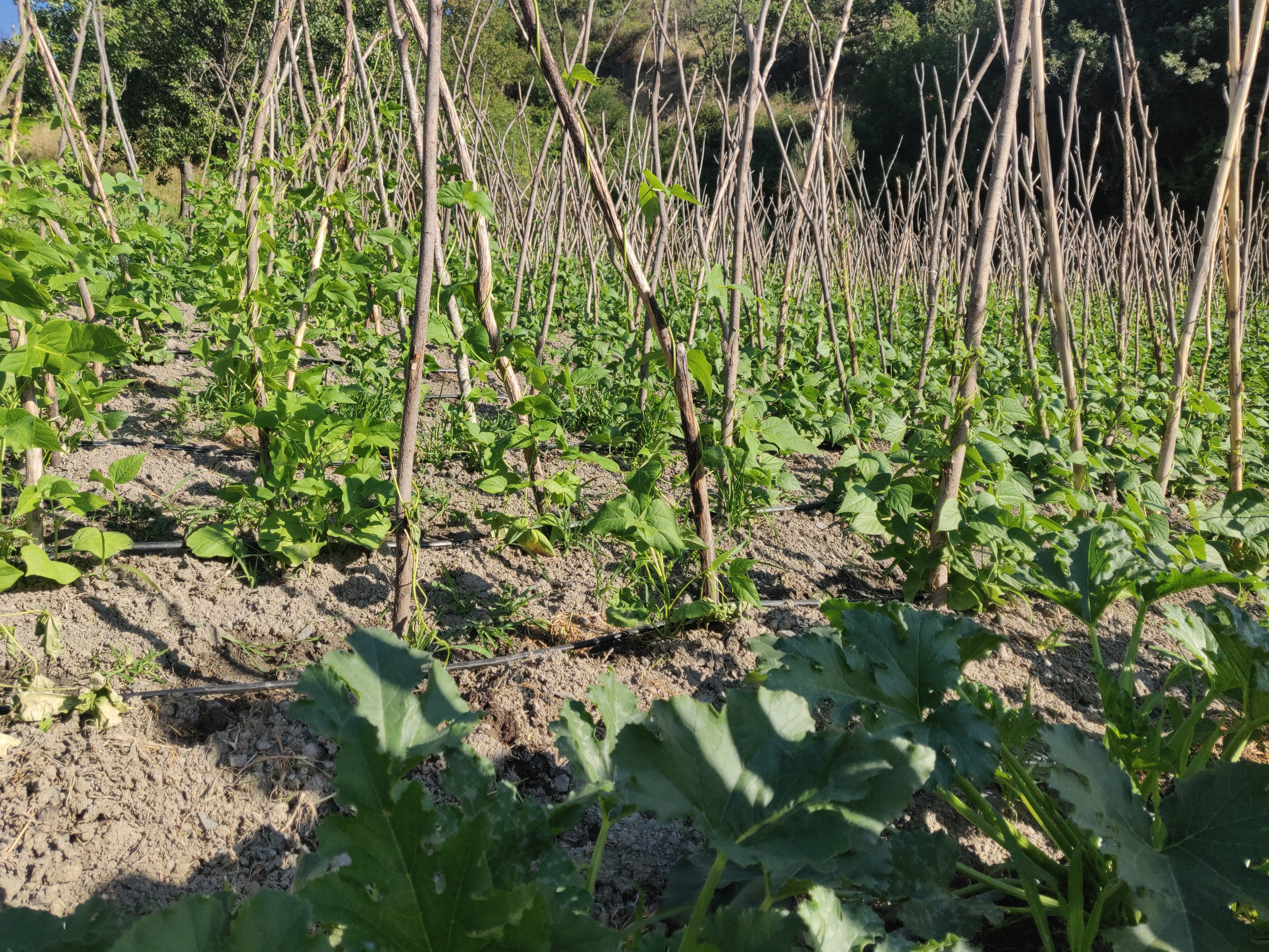 La sfida &ldquo;ALL Organic&rdquo; per rendere resiliente e autonoma la produzione alimentare dell&rsquo;Unione europea