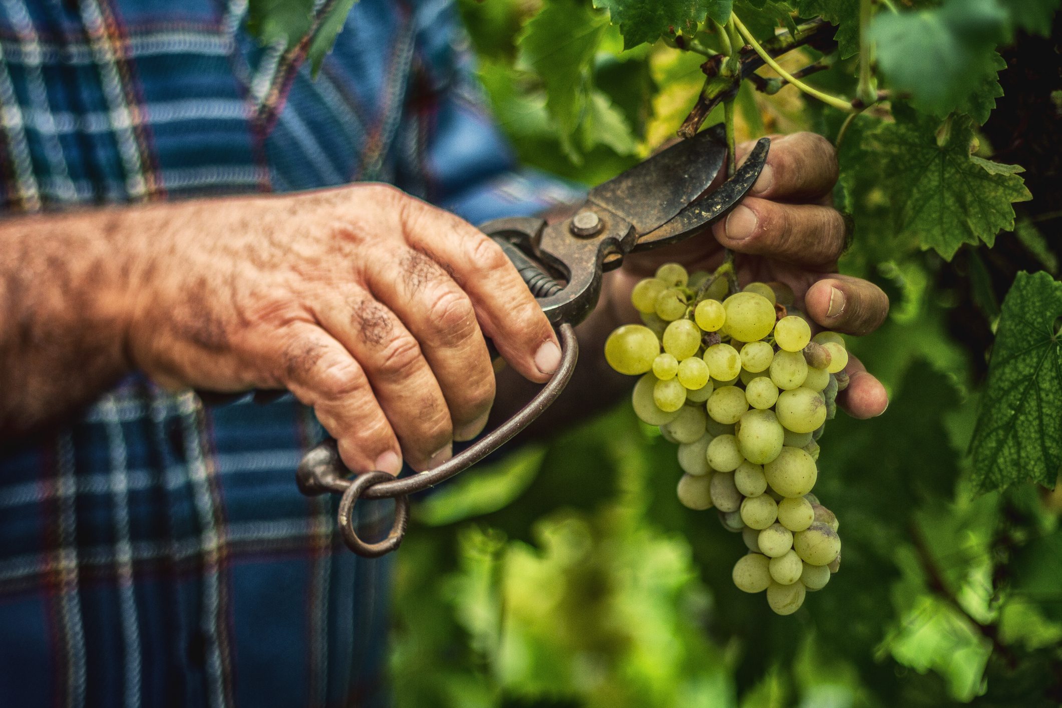 Vendemmia 2022, previsioni CREA: siccità e anticipo, ma nessun dramma