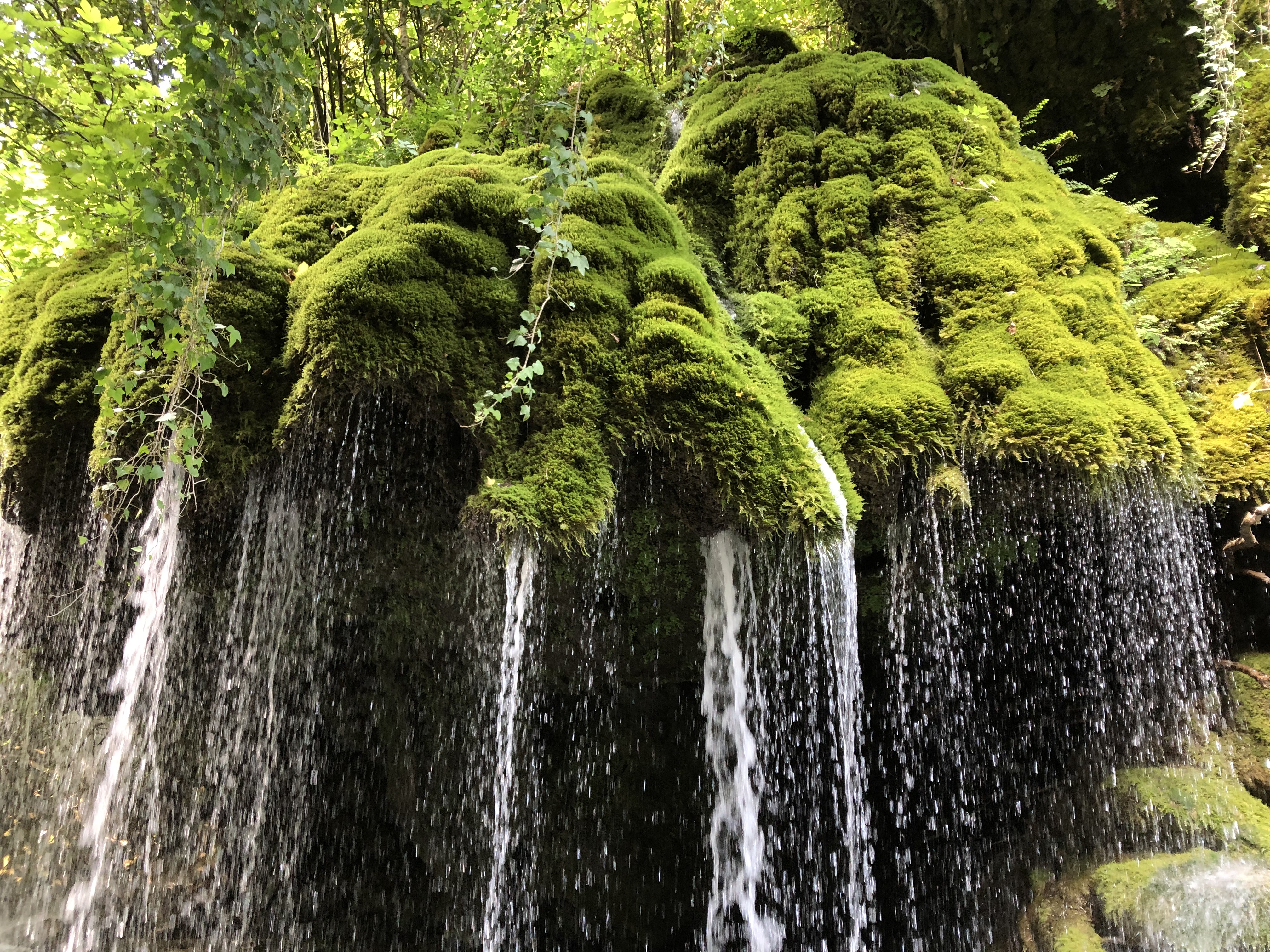 Biodiversità: il CREA è partner del National Biodiversity Future Center