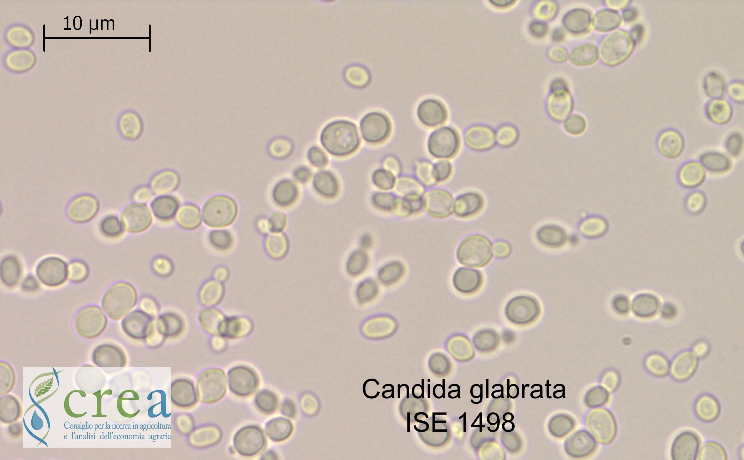 Vino: La collezione di biodiversità viticolo-enologica del CREA entra in ECCO, l’Organizzazione delle collezioni microbiche europee