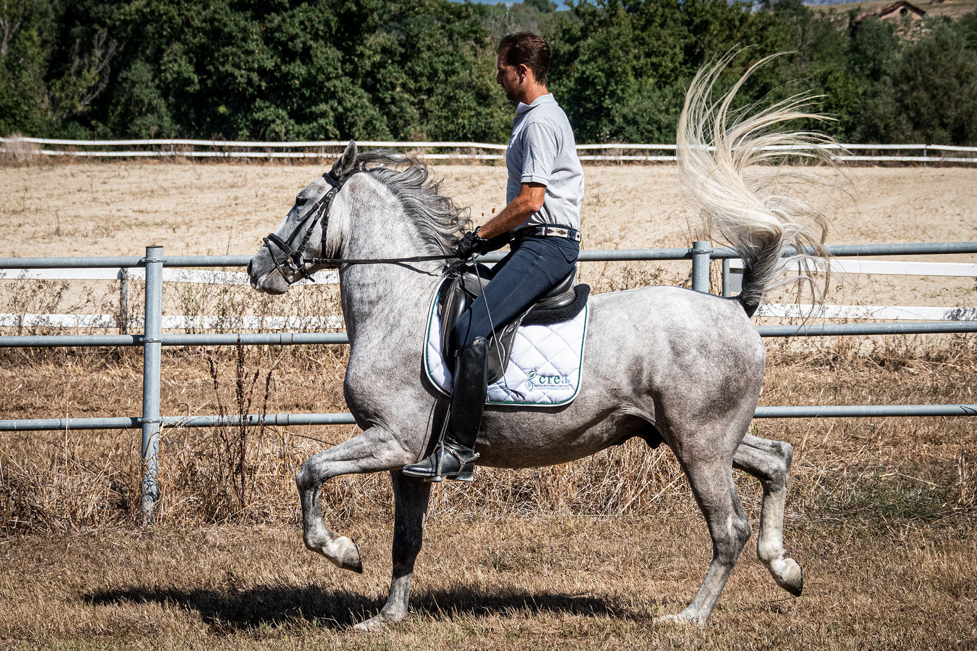 I cavalli Lipizzani del CREA entrano a far parte del patrimonio UNESCO