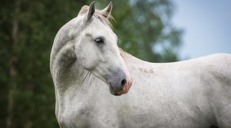 I cavalli Lipizzani del CREA nel patrimonio UNESCO