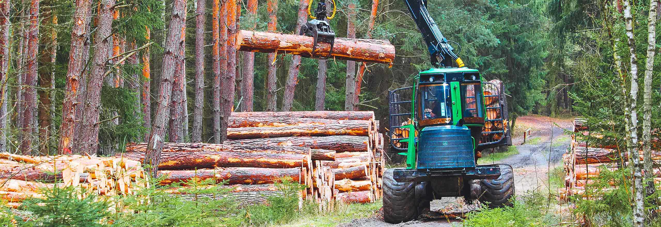 Foreste italiane: di pi&ugrave; e meglio con la selvicoltura di precisione