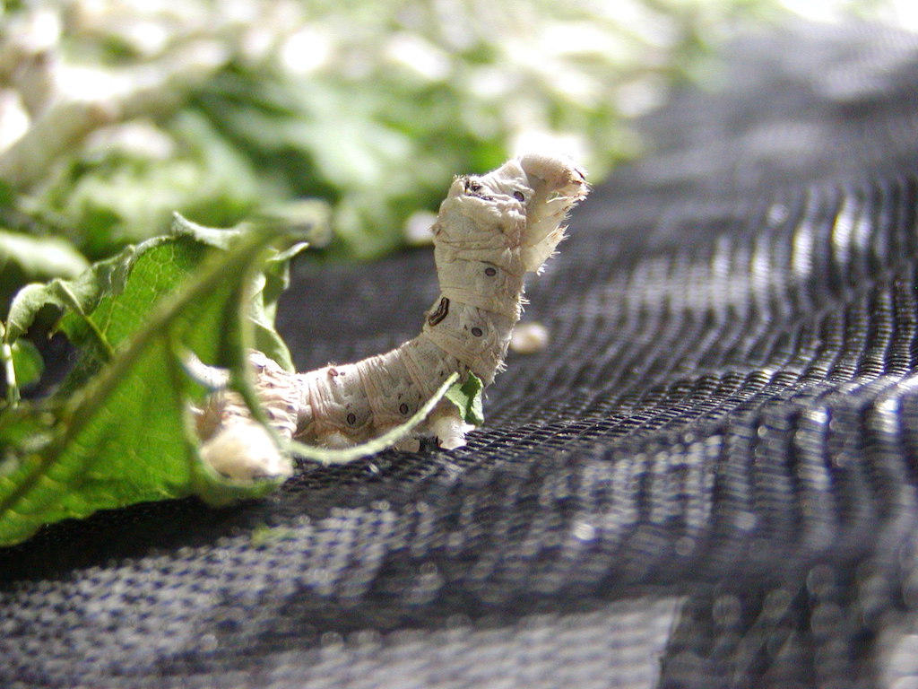 Gelsibachicoltura: a che punto siamo?