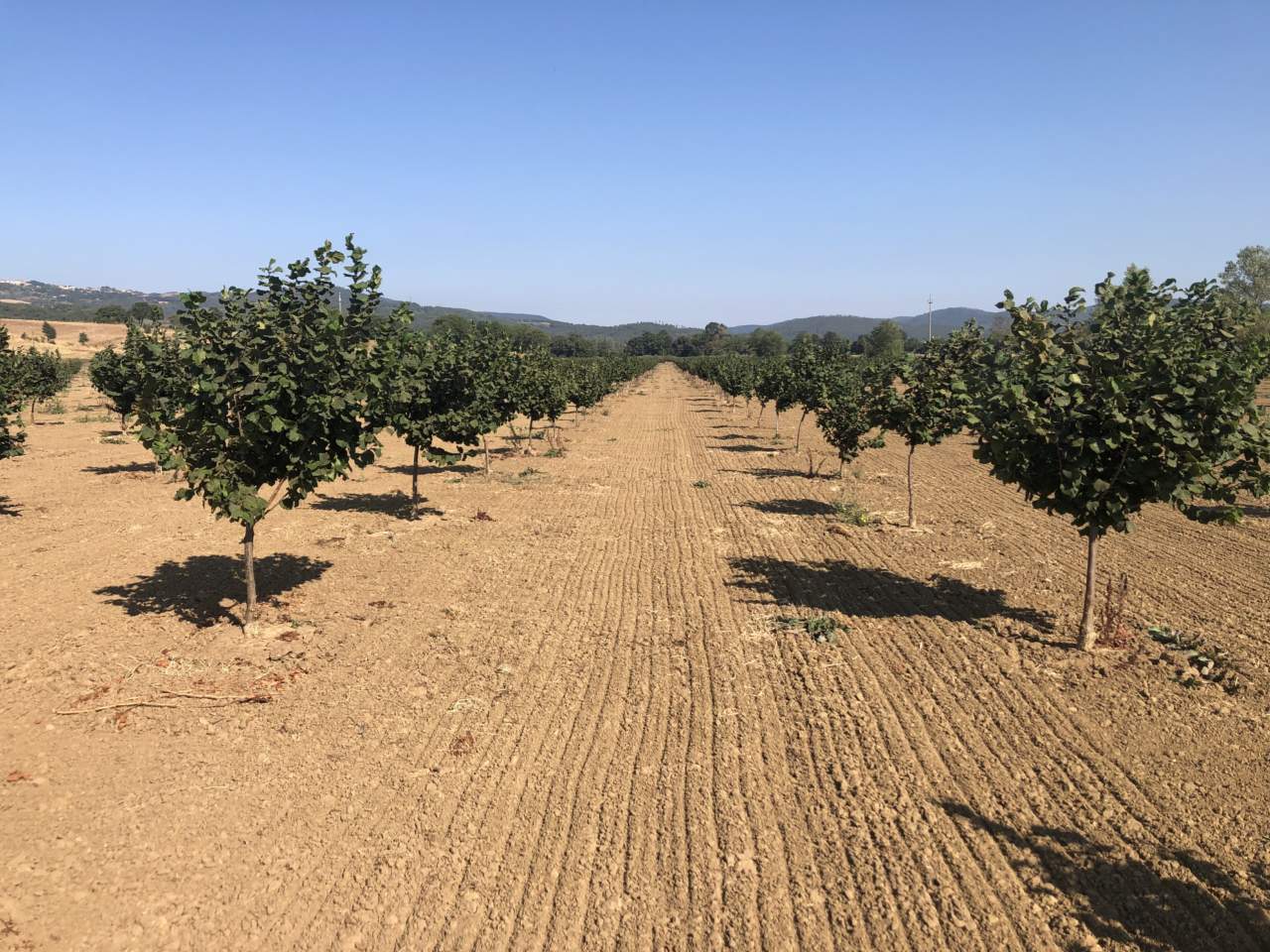 Approvato il Piano Corilicolo Nazionale per il rilancio della nocciola italiana