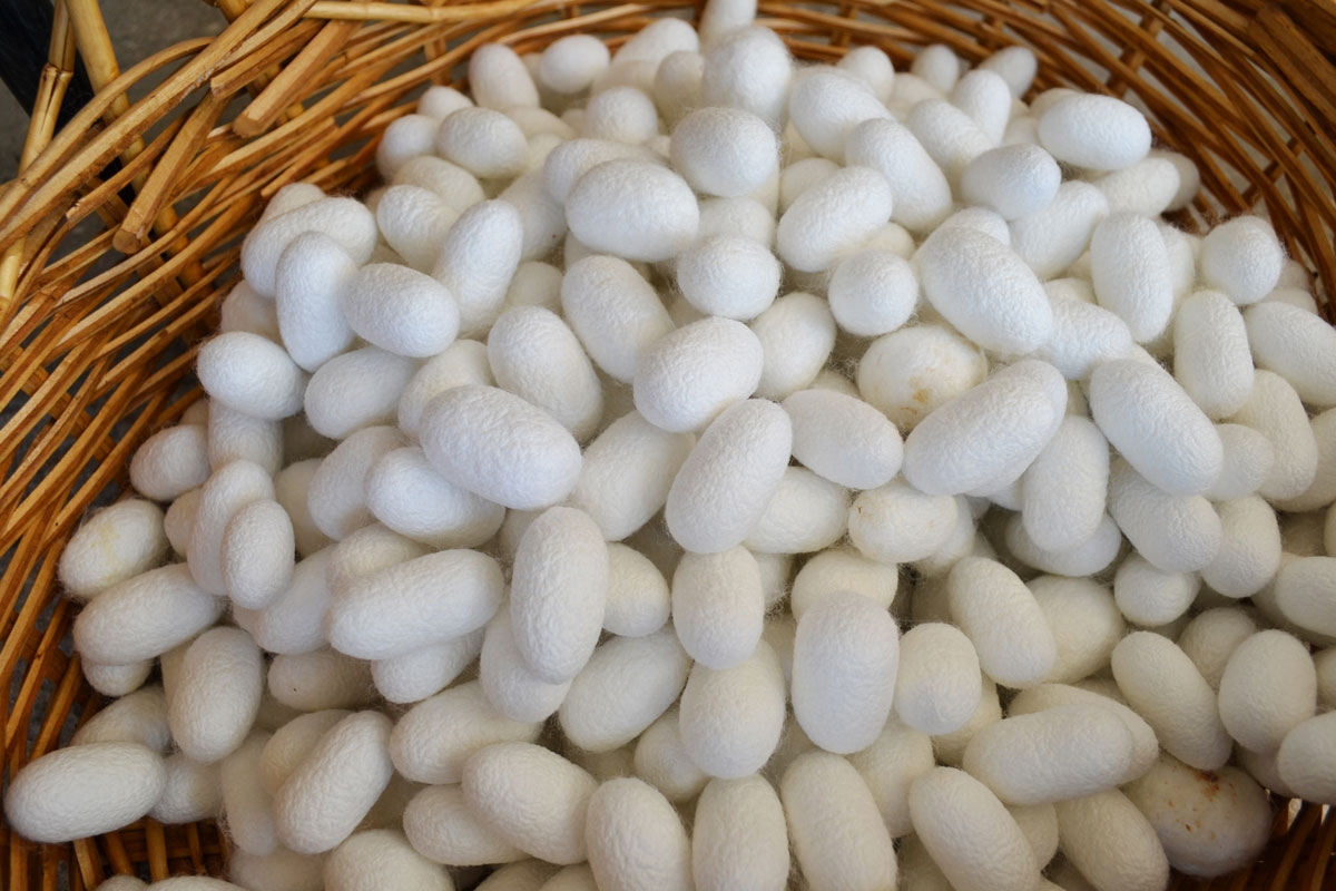 Indispensabile la ricostituzione di una filiera nazionale per dare un futuro alla bachicoltura italiana