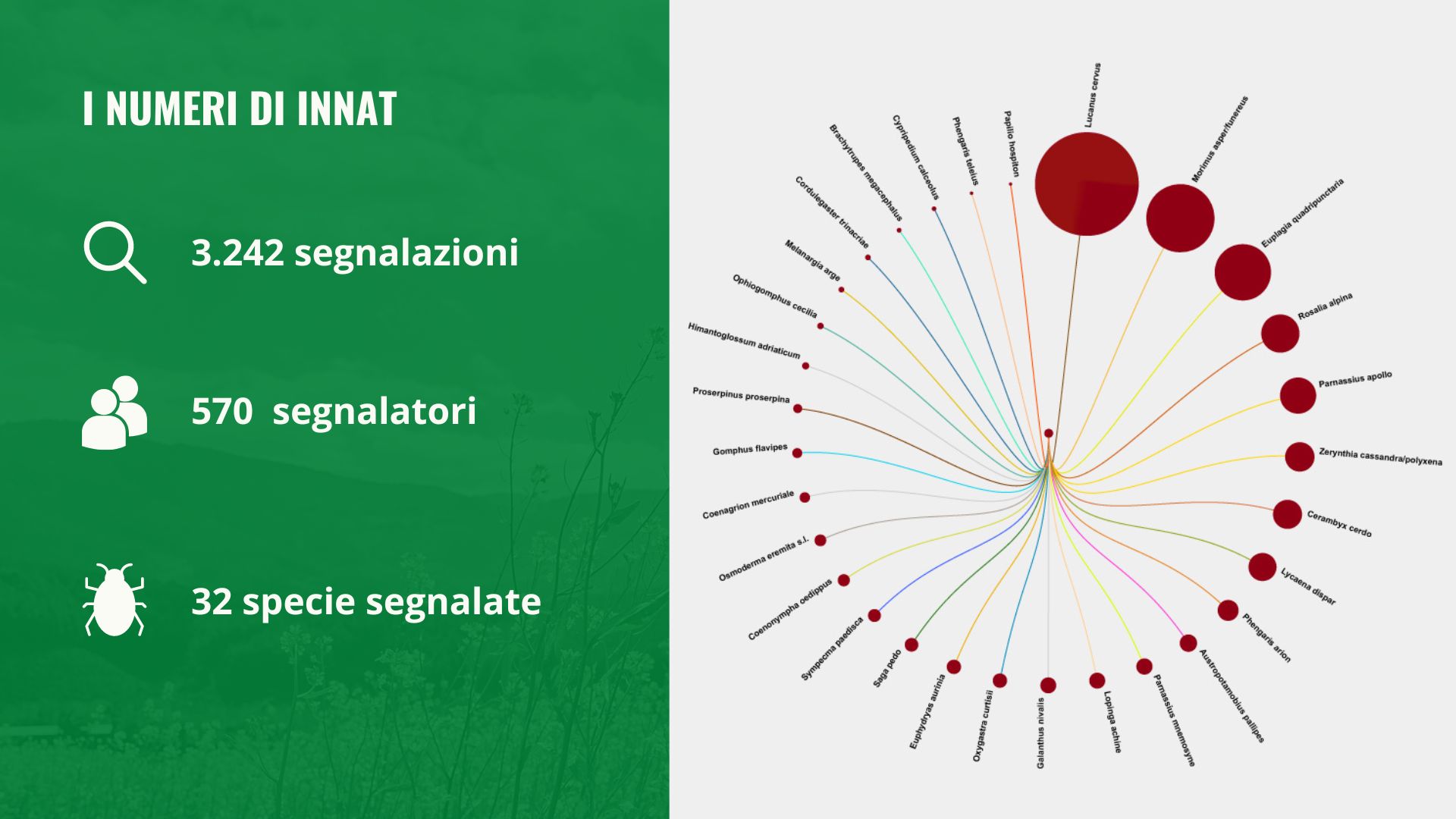 InNat: come la citizen-science diventa fondamentale nel processo scientifico