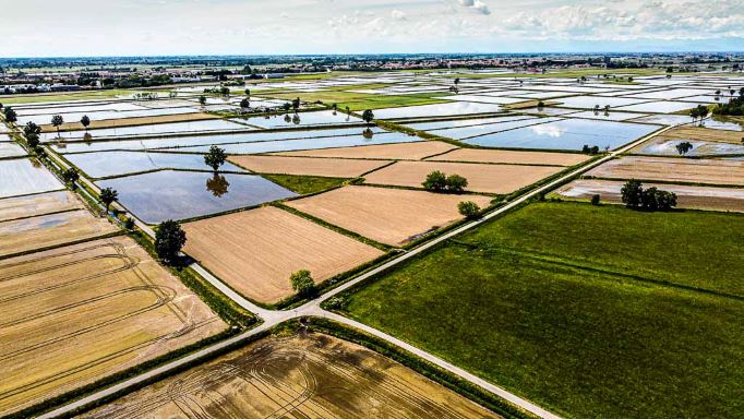 Riso: la certificazione delle sementi per la campagna 2022-23 e le novità della PAC 2023-2027