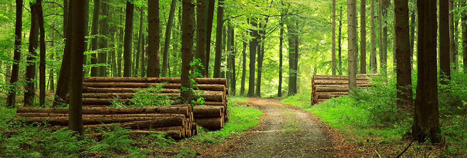 La rivoluzione della digitalizzazione forestale