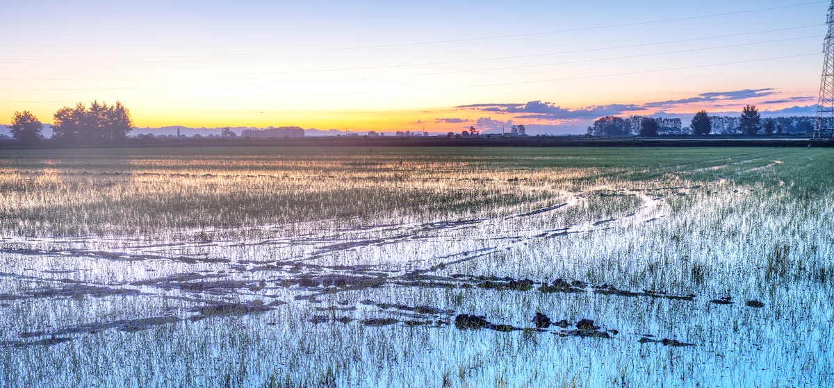 RISO: CAMPAGNA CREA 2022-23 DI CERTIFICAZIONE DELLE SEMENTI