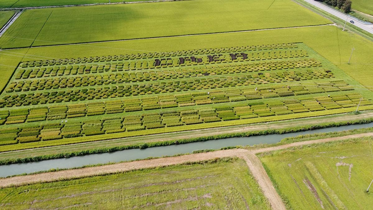 Riso: Italia leader in Europa, settore strategico del Made in Italy