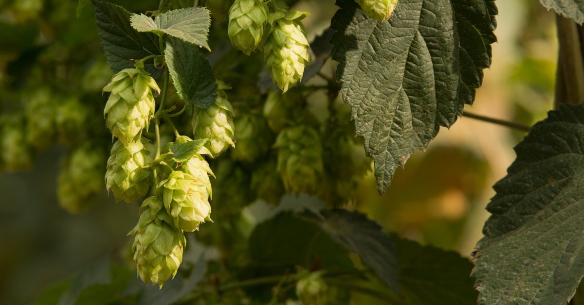 Come sta la brassicoltura italiana?