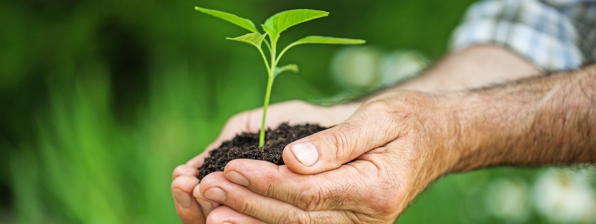 Gelso, luppolo e piante Succulente: il contributo del CREA allo sviluppo dell’agricoltura rigenerativa