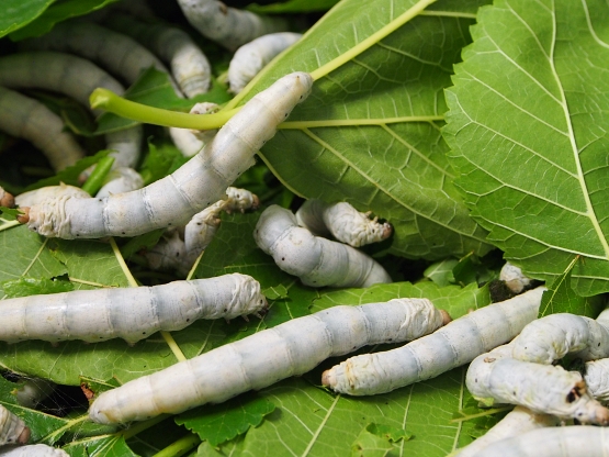 Seta: ecco la rete 4.0, tra società, imprese e ricerca per rilanciare la filiera italiana ed europea