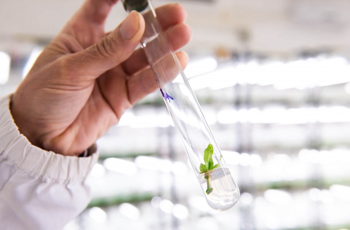 Vino: il CREA all&rsquo;avanguardia sulle TEA ma dall&rsquo;Ue si attende ancora il via libera alla sperimentazione in campo