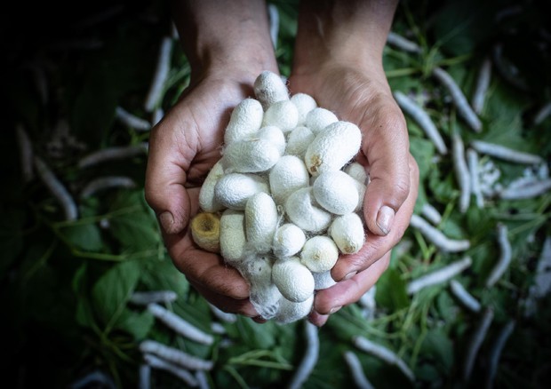 ARACNE: gelsibachicoltura, innovazione, moda, cultura, turismo e ricerca per una via della Seta europea