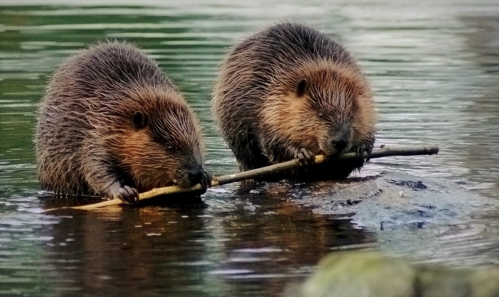 Castoro: al via uno studio per stimare gli effetti del suo ritorno sulla biodiversità