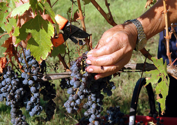Alla scoperta dell’uva pugliese che verrà - Presentazione Accordo CREA Nu.Va.U.T