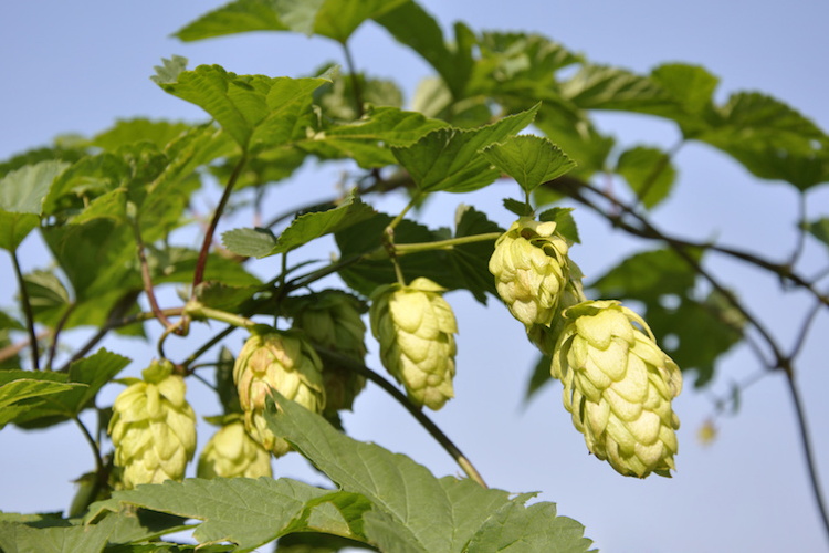 Al CREA il convegno nazionale sul progetto Luppolo