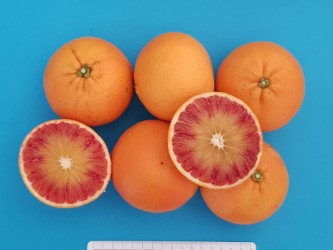 Agrumi: L'innovazione varietale arriva prima con il Fast track del Crea