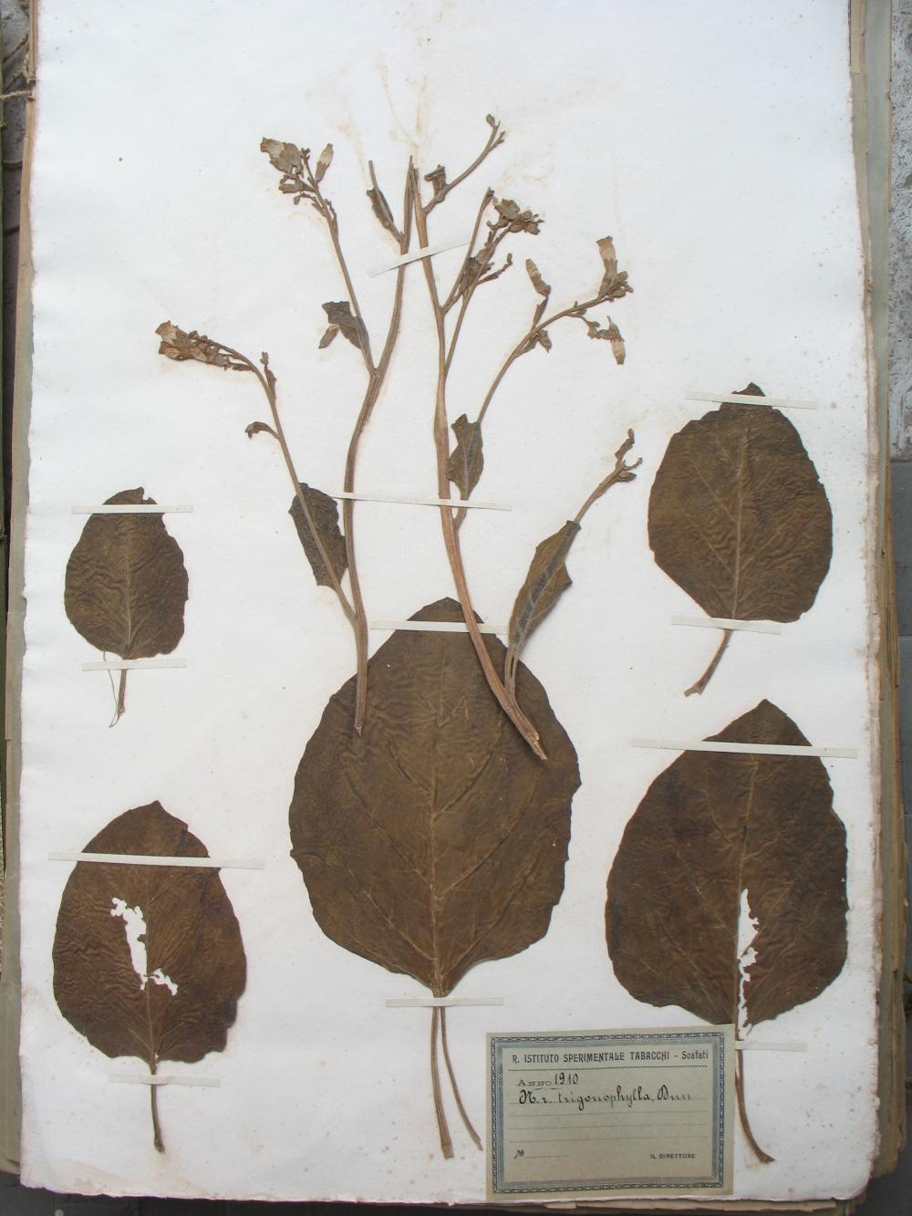 Biblioteca Leonardo Angeloni