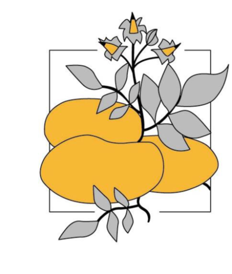 Innovazioni agronomiche per la filiera pataticola italiana