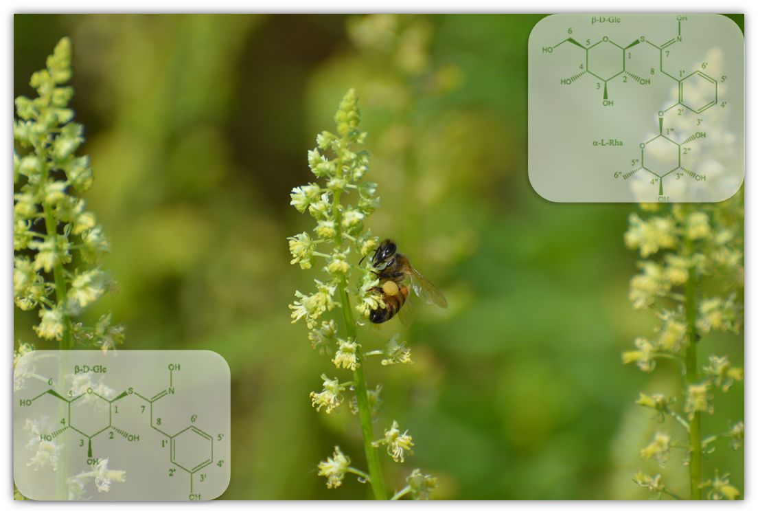 Giornata Mondiale delle Api: Riscoperta la Reseda lutea: una pianta molto amata dalle api