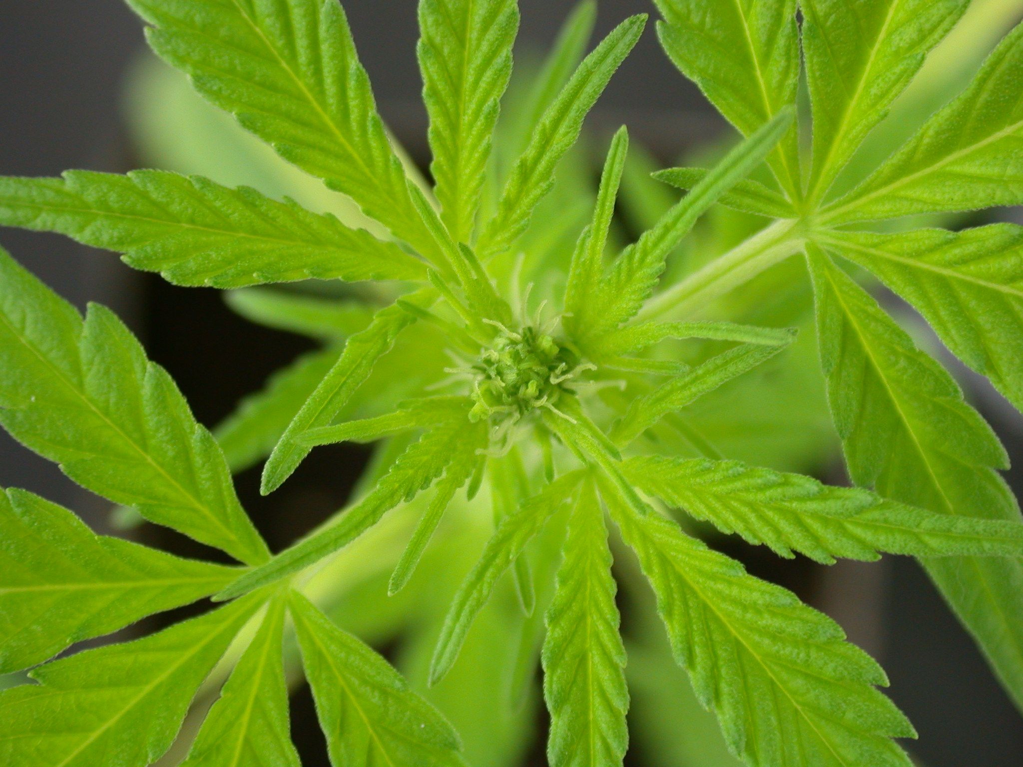 DISPONIBILI ONLINE LE PRESENTAZIONI DEL CONVEGNO DEDICATO ALLA CANAPA MEDICA