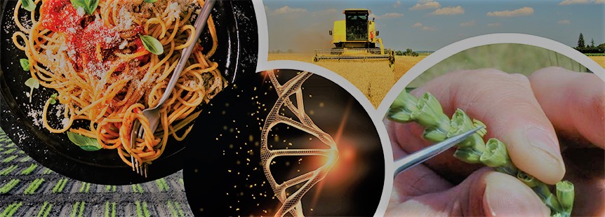 Cerealicoltura e Colture Industriali