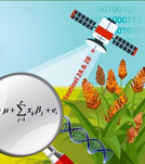 Miglioramento Genetico di specie cerealicole e industriali