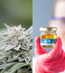 Biomasse e Molecole Bio-based da specie cerealicole e industriali