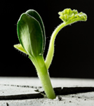 Adattamento e resistenza a Stress Abiotici e Biotici