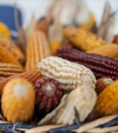 Conservazione, esplorazione e valorizzazione della biodiversità