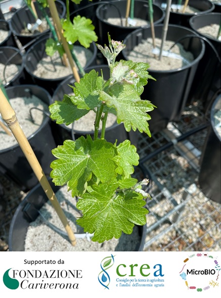 Il progetto MicroBIO coordinato dal CREA e supportato dalla Fondazione Cariverona