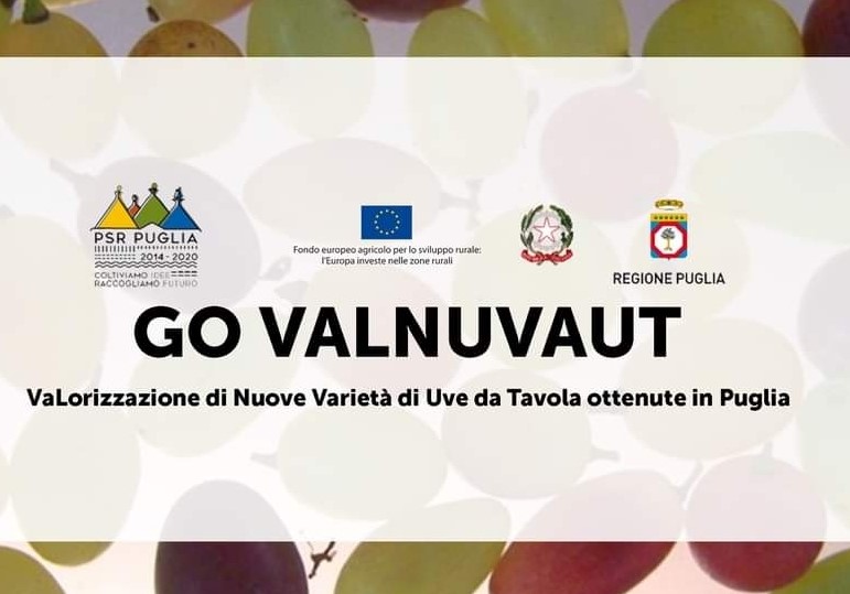 VALNUVAUT: Valorizzazione di nuove varietà di uve da tavola ottenute in Puglia.