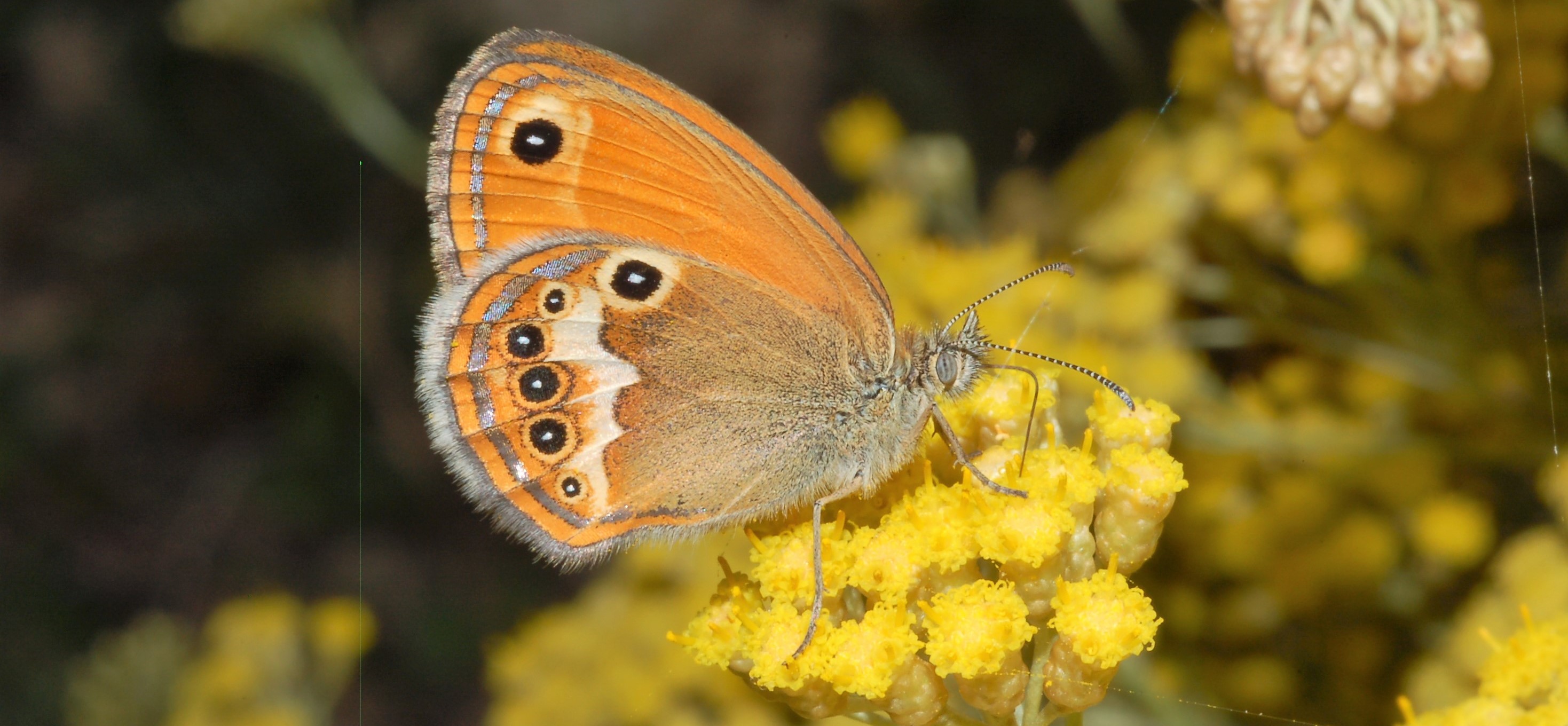 Difesa e Certificazione